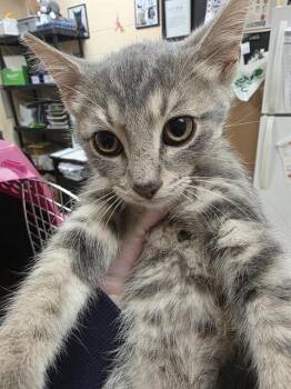 GRIFF -  Domestic Short Hair Cat for Adoption in Aliquippa, Pennsylvania - GRIFF | PetCurious