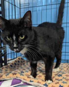 Domestic Short Hair Cats Available for Adoption - Billy | PetCurious