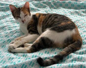 Misty -  Domestic Short Hair Cat for Adoption in Franklin, Massachusetts - Misty | PetCurious