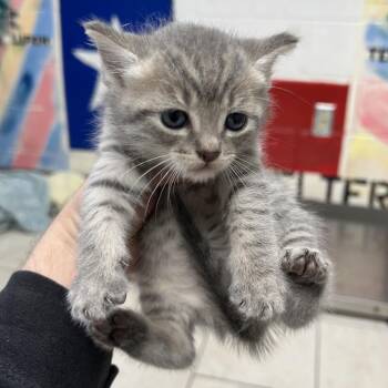 Domestic Short Hair Cats Available for Adoption in Lufkin, Texas - Wednesday | PetCurious