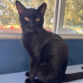 Lawrence -  Domestic Short Hair Cat for Adoption in Waterloo, Iowa - Lawrence | PetCurious