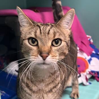 Jerry -  Domestic Short Hair and Mixed Breed Cat for Adoption in Owosso, Michigan - Jerry | PetCurious