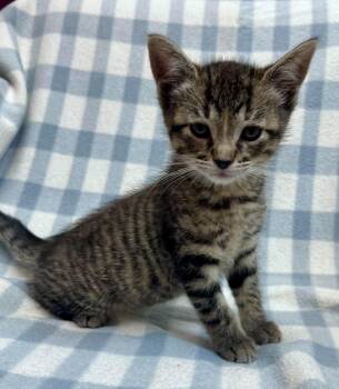 Dime -  Domestic Short Hair Cat for Adoption in Alexandria, Minnesota - Dime | PetCurious