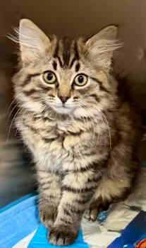 Sage -  Domestic Medium Hair Cat for Adoption in Dysart, Iowa - Sage | PetCurious
