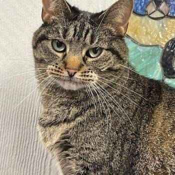 Argon -  Domestic Short Hair Cat for Adoption in Plano, Texas - Argon | PetCurious