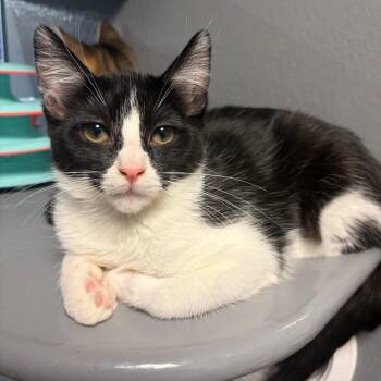 Tuch -  Domestic Short Hair Cat for Adoption in Buffalo, New York - Tuch | PetCurious