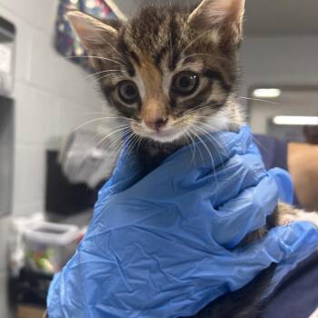 Dorothy -  Domestic Short Hair Cat for Adoption in Summerville, South Carolina - Dorothy | PetCurious