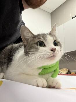 MICHI -  Domestic Short Hair Cat for Adoption in Indianapolis, Indiana - MICHI | PetCurious