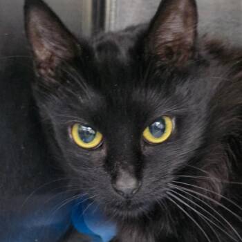Phoebe -  Domestic Medium Hair Cat for Adoption in Williston, Florida - Phoebe | PetCurious