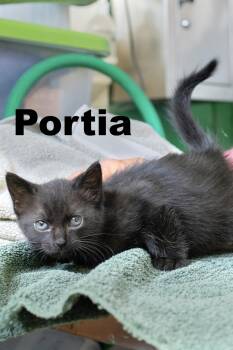 Rescue Domestic Short Hair Cats for Adoption in Macomb, Illinois - Portia | PetCurious