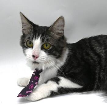 Balboa -  Domestic Medium Hair Cat for Adoption in Mobile, Alabama - Balboa | PetCurious