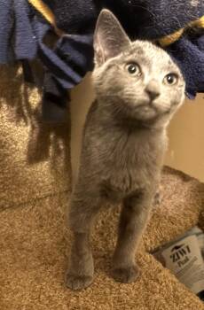 Rescue Domestic Short Hair Cats for Adoption in La Canada Flintridge, California - Silver Bonded Pair With Sterling | PetCurious