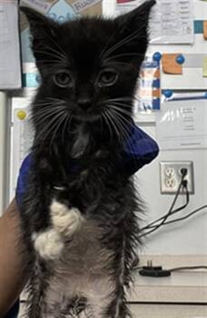 BUCKY -  Domestic Short Hair Cat Available for Adoption in Dallas, Texas - BUCKY | PetCurious