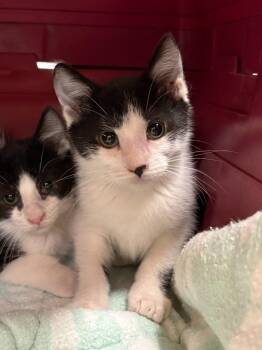 Spot -  Domestic Short Hair Cat for Adoption in Gillette, Wyoming - Spot | PetCurious