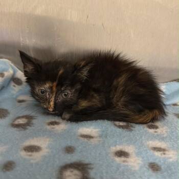 Jenkins -  Domestic Short Hair Cat for Adoption in Spring Hill, Kansas - Jenkins | PetCurious