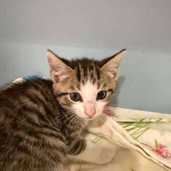 Viserion -  Domestic Short Hair Cat for Adoption in Chattanooga, Tennessee - Viserion | PetCurious