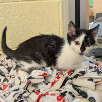 Domestic Short Hair Cats Available for Adoption - Jordan | PetCurious