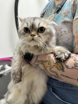 Jubi -  Persian Cat for Adoption in Topeka, Kansas - Jubi | PetCurious