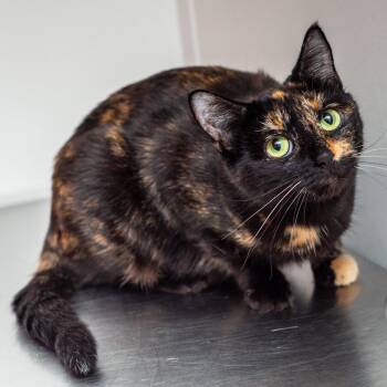 Tortilla -  Domestic Short Hair Cat for Adoption in Hattiesburg, Mississippi - Tortilla | PetCurious