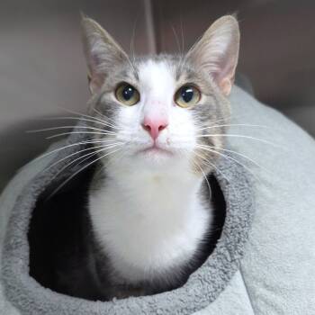 Rescue Domestic Short Hair Cats for Adoption in Michigan City, Indiana - Spirit | PetCurious
