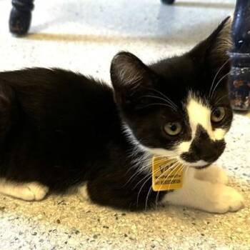 Val - Sweet Little Cutie -  Tuxedo Cat for Adoption in Hoquiam, Washington - Val - Sweet Little Cutie | PetCurious