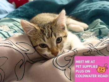 REMI -  Domestic Short Hair Cat for Adoption in Fort Wayne, Indiana - REMI | PetCurious