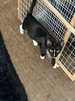 Rescue Domestic Short Hair Cats for Adoption in Prosper, Texas - Twilight | PetCurious