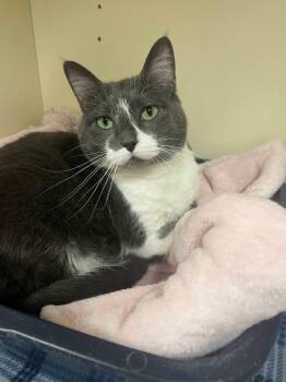 Stella -  Domestic Short Hair Cat for Adoption in Davenport, Iowa - Stella | PetCurious