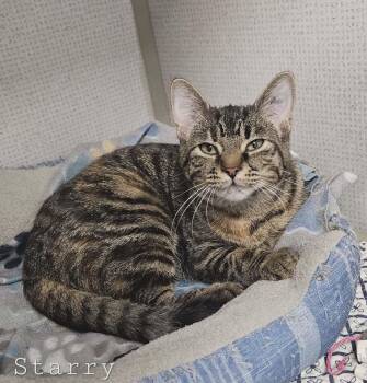 Domestic Short Hair Cats Available for Adoption in Wapakoneta, Ohio - Starry | PetCurious