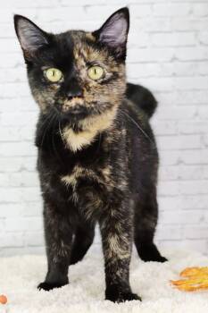 Rescue Domestic Short Hair Cats for Adoption in Ashland, Kentucky - Mimsy | PetCurious