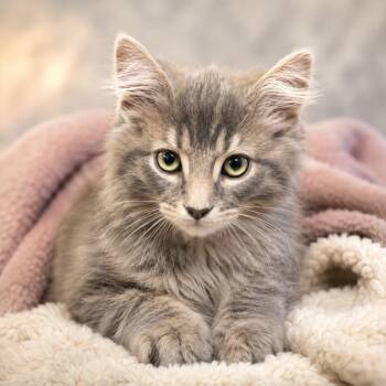 Goose -  Domestic Long Hair Cat for Adoption in Hardeeville, South Carolina - Goose | PetCurious