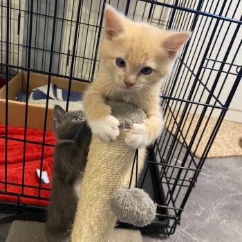 SNICKERS -  Domestic Short Hair Cat for Adoption in Campbell River, British Columbia - SNICKERS | PetCurious