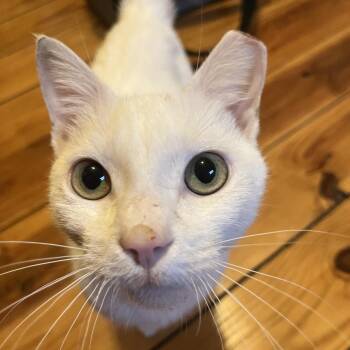 Salmonda -  Domestic Short Hair Cat for Adoption in Philadelphia, Pennsylvania - Salmonda | PetCurious