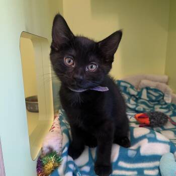 Domestic Short Hair Cats Available for Adoption in Pontiac, Michigan - Valencia | PetCurious