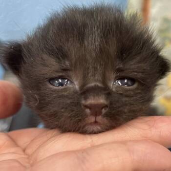 Rescue Domestic Short Hair Cats for Adoption in Winchester, Virginia - Shadow Bonnie | PetCurious