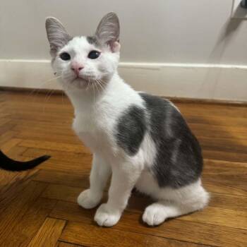 Muskrat -  Domestic Short Hair Cat for Adoption in Tulsa, Oklahoma - Muskrat | PetCurious
