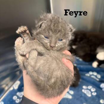 Feyre -  Domestic Short Hair Cat for Adoption in Parkersburg, West Virginia - Feyre | PetCurious