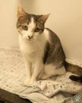 Eevee -  Domestic Short Hair Cat for Adoption in Potsdam, New York - Eevee | PetCurious
