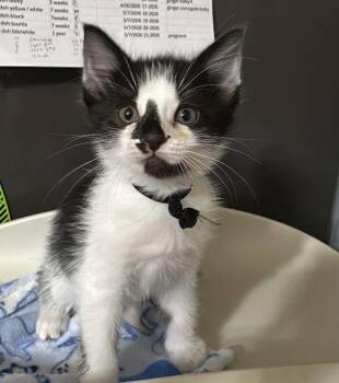 Domestic Medium Hair Cats Available for Adoption in Bolivar, Missouri - Halibut | PetCurious