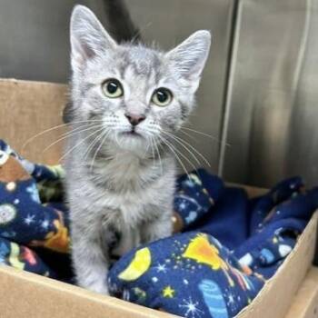 Baby Spice -  Domestic Short Hair Cat for Adoption - Baby Spice | PetCurious