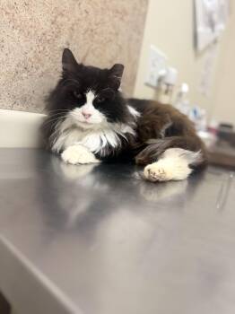 Domestic Long Hair Cats Available for Adoption - Oreo | PetCurious