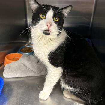 Tuxedo Cats Available for Adoption in La Grange Park, Illinois - Grover | PetCurious
