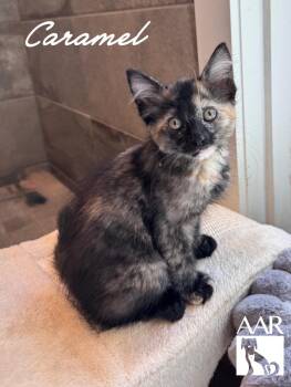 Caramel -  Domestic Long Hair and Domestic Short Hair Cat for Adoption in Magnolia, Texas - Caramel | PetCurious