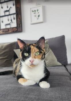 Josephine -  Calico Cat for Adoption in Montreal, Quebec - Josephine | PetCurious