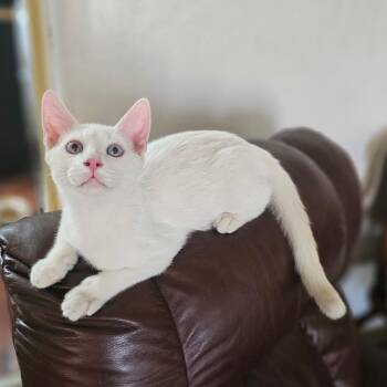 Moon, Super Siamese -  Applehead Siamese Cat for Adoption in Mission Viejo, California - Moon, Super Siamese | PetCurious
