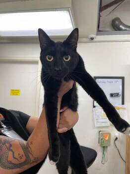 Pepé -  Domestic Short Hair Cat for Adoption in Chico, California - Pepé | PetCurious