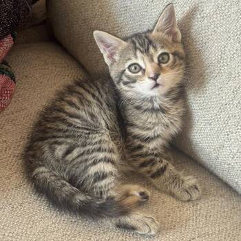 Pixie -  Domestic Short Hair Cat for Adoption in Winchester, Virginia - Pixie | PetCurious