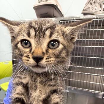 Domestic Short Hair Cats Available for Adoption in Greensboro, North Carolina - Ruby (brown) | PetCurious