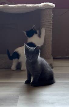Blue Paddle -  Domestic Medium Hair Cat for Adoption in Fort Collins, Colorado - Blue Paddle | PetCurious