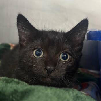 Bubble Bath -  Domestic Short Hair Cat for Adoption in Fairmont, West Virginia - Bubble Bath | PetCurious